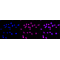 LifeSab™ CDKN2A Rabbit mAb (20 μl)