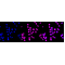 LifeSab™ RACK1 Rabbit mAb (20 μl)