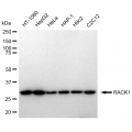 LifeSab™ RACK1 Rabbit mAb (20 μl)