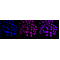 LifeSab™ CDK9 Rabbit mAb (20 μl)