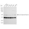 LifeSab™ CDK9 Rabbit mAb (20 μl)