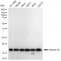 LifeSab™ Histone H3 Rabbit mAb (20 μl)