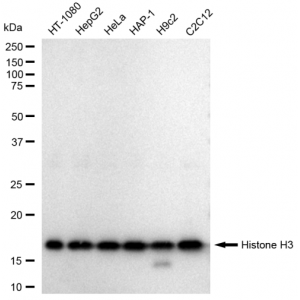 LifeSab™ Histone H3 Rabbit mAb (20 μl)