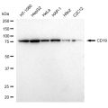 LifeSab™ CD19 Rabbit mAb (20 μl)