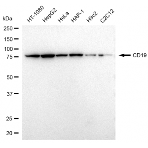 LifeSab™ CD19 Rabbit mAb (20 μl)