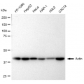 LifeSab™ Actin Rabbit mAb (20 μl)