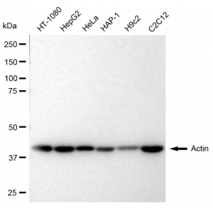 LifeSab™ Actin Rabbit mAb (20 μl)