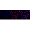 LifeSab™ GYS1 Rabbit mAb (20 μl)