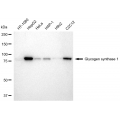 LifeSab™ GYS1 Rabbit mAb (20 μl)