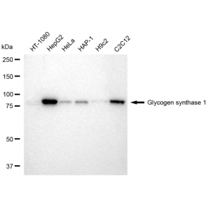 LifeSab™ GYS1 Rabbit mAb (20 μl)