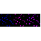 LifeSab™ HDAC2 Rabbit mAb (20 μl)