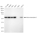 LifeSab™ HDAC2 Rabbit mAb (20 μl)