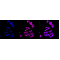 LifeSab™ HDAC2 Rabbit mAb (20 μl)