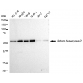 LifeSab™ HDAC2 Rabbit mAb (20 μl)