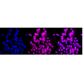 LifeSab™ HIPK2 Rabbit mAb (20 μl)