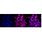 LifeSab™ HIPK2 Rabbit mAb (20 μl)