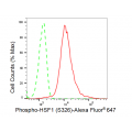 LifeSab™ Phospho-HSF1 (S326) Rabbit mAb (20 μl)