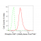 LifeSab™ Phospho-HSF1 (S326) Rabbit mAb (20 μl)