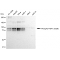 LifeSab™ Phospho-HSF1 (S326) Rabbit mAb (20 μl)