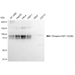 LifeSab™ Phospho-HSF1 (S326) Rabbit mAb (20 μl)