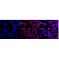 LifeSab™ INPP4B Rabbit mAb (20 μl)