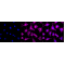 LifeSab™ IRF7 Rabbit mAb (20 μl)