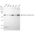 LifeSab™ IRF7 Rabbit mAb (20 μl)