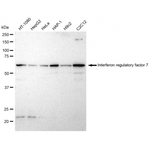 LifeSab™ IRF7 Rabbit mAb (20 μl)