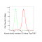 LifeSab™ KIF2C Rabbit mAb (20 μl)