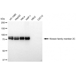 LifeSab™ KIF2C Rabbit mAb (20 μl)