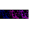 LifeSab™ KLF4 Rabbit mAb (20 μl)