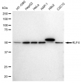 LifeSab™ KLF4 Rabbit mAb (20 μl)