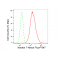 LifeSab™ Keratin 7 Rabbit mAb (20 μl)