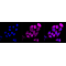 LifeSab™ Keratin 7 Rabbit mAb (20 μl)