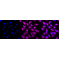 LifeSab™ LRP1 Rabbit mAb (20 μl)