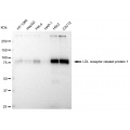 LifeSab™ LRP1 Rabbit mAb (20 μl)