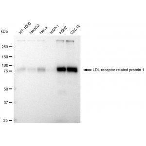 LifeSab™ LRP1 Rabbit mAb (20 μl)