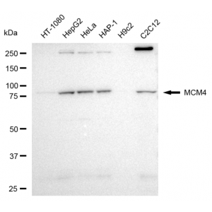 LifeSab™ MCM4 Rabbit mAb (20 μl)