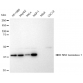 LifeSab™ TTF-1 Rabbit mAb (20 μl)