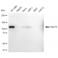 LifeSab™ NALP3 Rabbit mAb (20 μl)