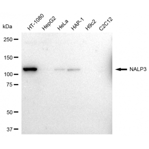 LifeSab™ NALP3 Rabbit mAb (20 μl)