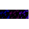 LifeSab™ PTEN Rabbit mAb (20 μl)