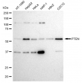 LifeSab™ PTEN Rabbit mAb (20 μl)