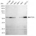 LifeSab™ PTEN Rabbit mAb (20 μl)