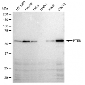 LifeSab™ PTEN Rabbit mAb (20 μl)