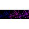 LifeSab™ Phospho-Raf1 (S259) Rabbit mAb (20 μl)