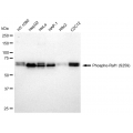 LifeSab™ Phospho-Raf1 (S259) Rabbit mAb (20 μl)