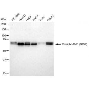 LifeSab™ Phospho-Raf1 (S259) Rabbit mAb (20 μl)