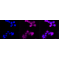 LifeSab™ CD8 alpha Rabbit mAb (20 μl)