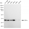 LifeSab™ CD8 alpha Rabbit mAb (20 μl)